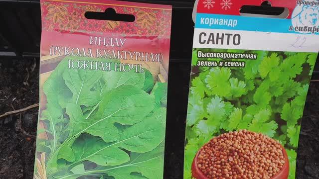 Руккола и Кинза. Лёгкий способ выращивания. Быстрые всходы и мощный урожай.