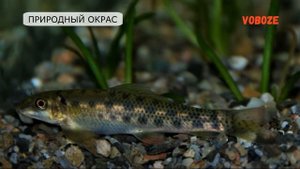 Сомик Гиринохейлус Золотой содержание в аквариуме, совместимость, разведение, уход