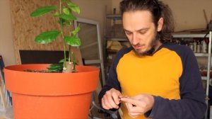 Прививка лимона из косточки в расщеп или как сделать цитрусовое дерево сад