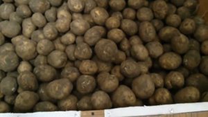 Делаем ящик для картофеля - 6. Терморегулятор