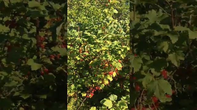 На даче (3 часть) Обзор дачи смотреть онлайн