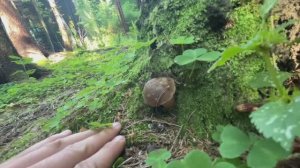 ГРИБЫ 2022 | БЕЛЫЙ ГРИБ ПОПЁР |СБОР 26 ИЮЛЯ