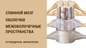 Спинной мозг. Оболочки. Межоболочечные пространства
