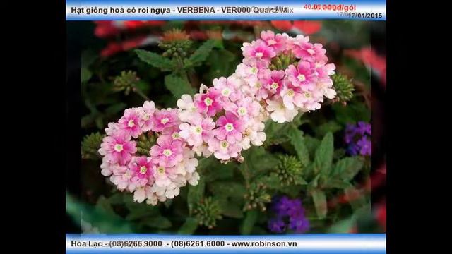 VERBENA - VER000 Quartz Mix смотреть онлайн