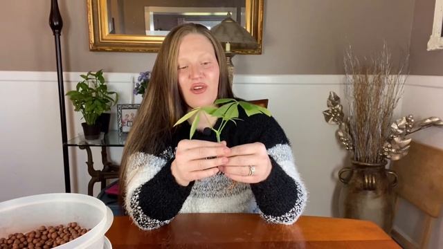 RePot with ME! Variegated Money Tree Propagation! ||Growing a Pachira Aquatica in Leca|| смотреть онлайн