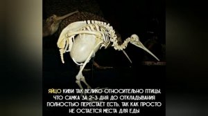 Интересные факты со всего мира ?✔️