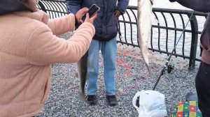 Lucky fishing in New York. Удачная рыбалка в Нью-Йорке.