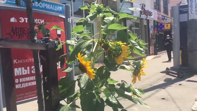 Удивительное рядом! Подсолнух в город перебрался !