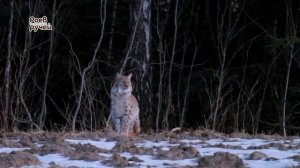 Урок 2.  МИР МЛЕКОПИТАЮЩИХ