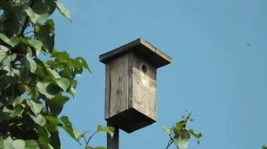 воробьи поселились в синичнике