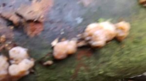 Trzęsak mózgowaty (Tremella encephalaWilld.) Jaworzno