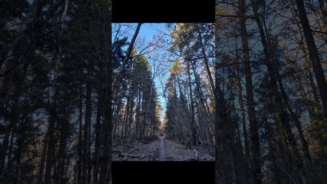 Символдрама- визуализация "Дерево"
