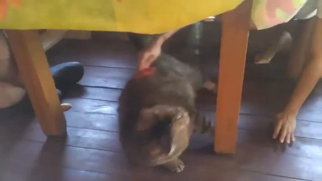 Самый страшный кот! Реально! Самый жирный и очень злой кот в мире смотреть онлайн