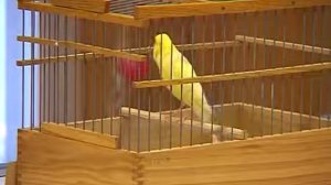 Кенарь поёт!!! Canaria singing!!!