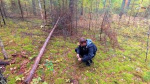 Собирали грибы. Заволжье. Чувашская Республика. Сентябрь 2021 год.