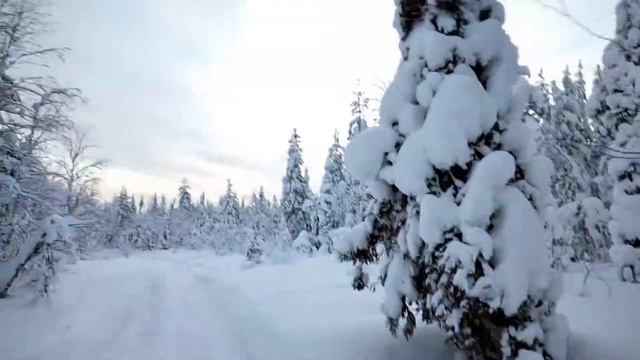 был в лесу 3 3 января 2022 год смотреть онлайн