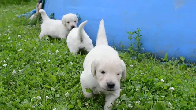 малыши голдена смотреть онлайн