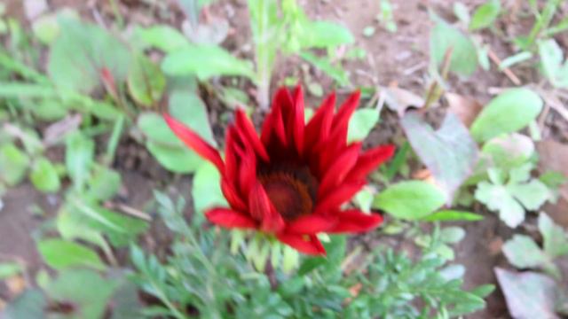 gaillardia growing　ガラディア