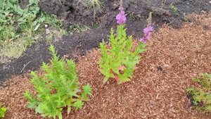 Обзор многолетников из семян на участке 16.06.23. Многолетники из семян вырастить легко.