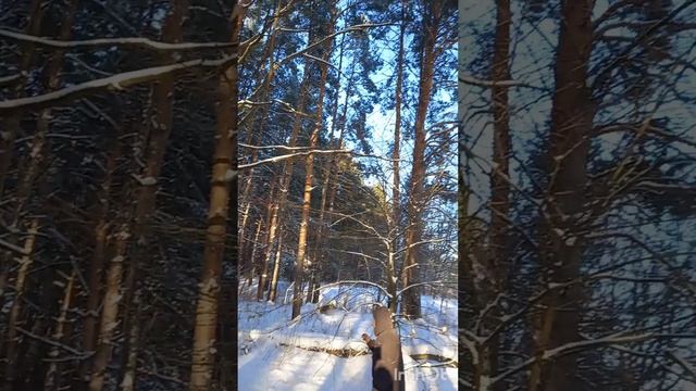 лес