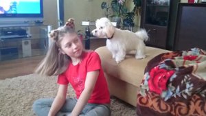Помесь болонки и йорка. Morkie, Yorktese