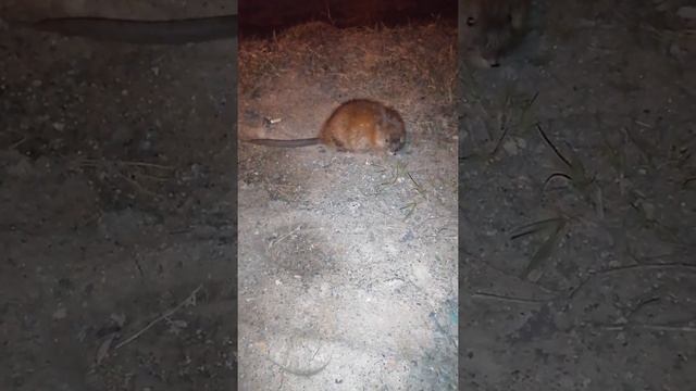 Знакомство с ондатрой. С опасным, но очень милым животным! смотреть онлайн