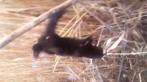 ловля норки.ЖИВАЯ.