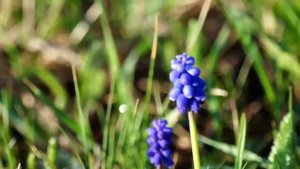 Елена Комарова и группа Калина фолк.Чую радуницу Божью.