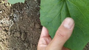 Боремся с трипсой