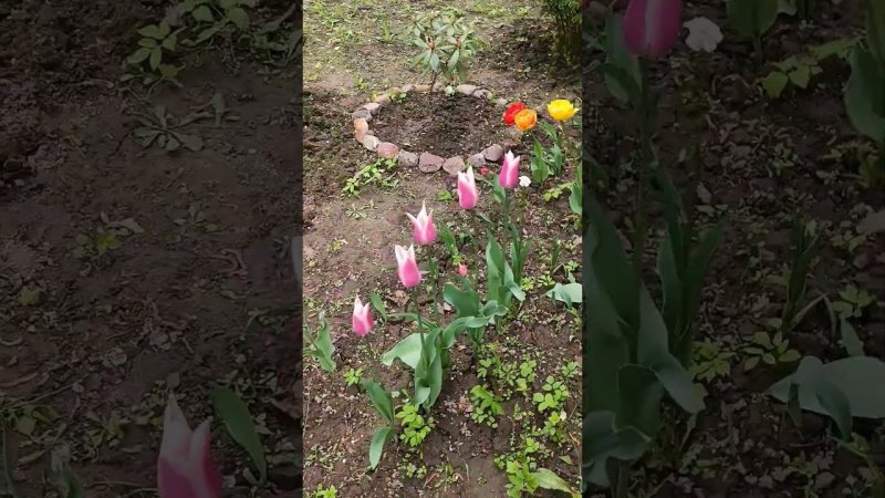 Впервые за 6 лет владения дачей рододендрон зацвёл!!! Шикарные  кустарники на даче.