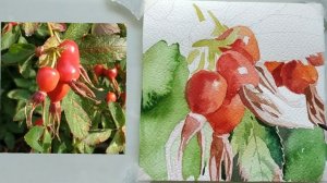 Рисуем плоды шиповника акварелью.