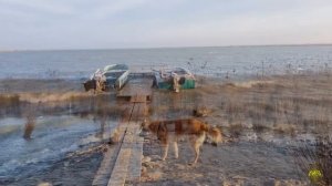 Озеро Аджи Папас. Мир птиц .Дагестан