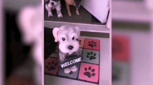 Подборка смешных животных 2 ? Приколы с котами и собаками ?