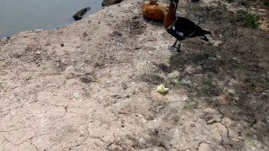 УТКИ УЖЕ ВЫВЕЛИ ПОТОМСТВО