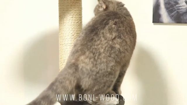 БАШНЯ для КОШЕК от пола ДО ПОТОЛКА. Сизалевая веревка, лежанки без ковриков, BLACK WOOD. Киев. смотреть онлайн