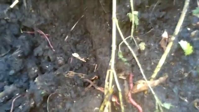 ПАН77 Редкие черви Ейзения Малевича в дикой природе