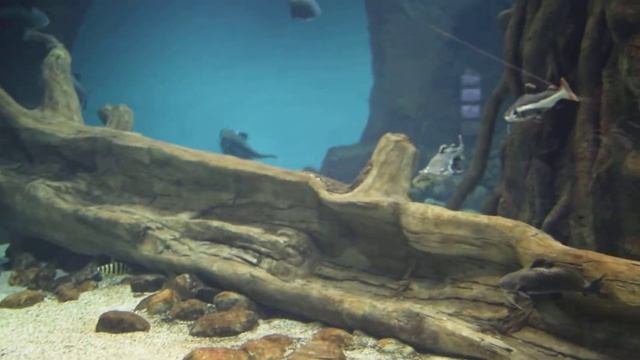 Москвариум. Главный пресноводный аквариум "Затопленный лес" 1. смотреть онлайн