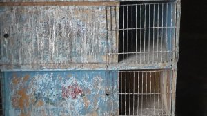 ГОЛУБИ - АРТАМОНЫ. ПРОДАЮ ТЕЛ.89281936963