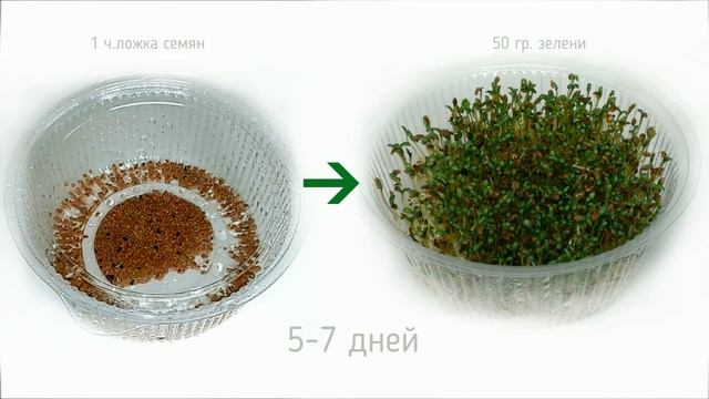 Выращиваем зелень на подоконнике за 5 дней! Без почвы.