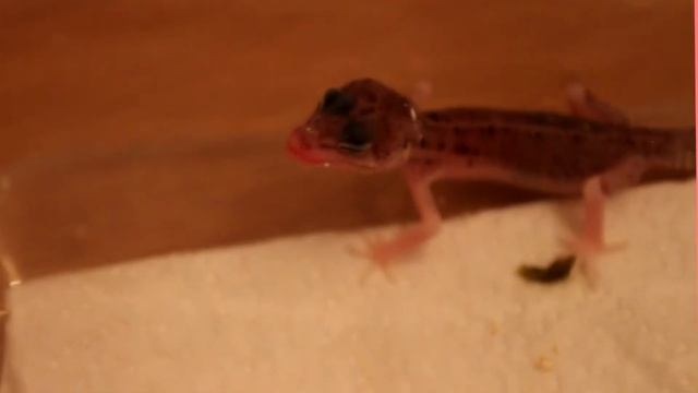 ЭУБЛЕФАРЫМОРДОЧКИ СМЕШНЫЕ EUBLEPHARIS MACULARIUS