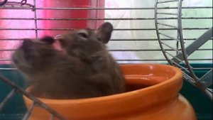 Белки дегу дерутся