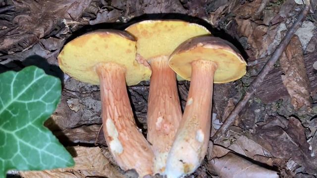 Xerocomus silwoodensis, September 20, 2022 смотреть онлайн