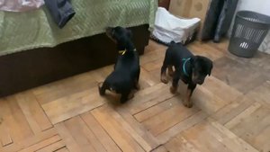 Щенки добермана 1 месяц