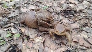 Обыкновенные жабы #2/Обикновени жаби #2/Ordinary toads #2   15.04.2021   #Лосиныйостров #лес #жабы
