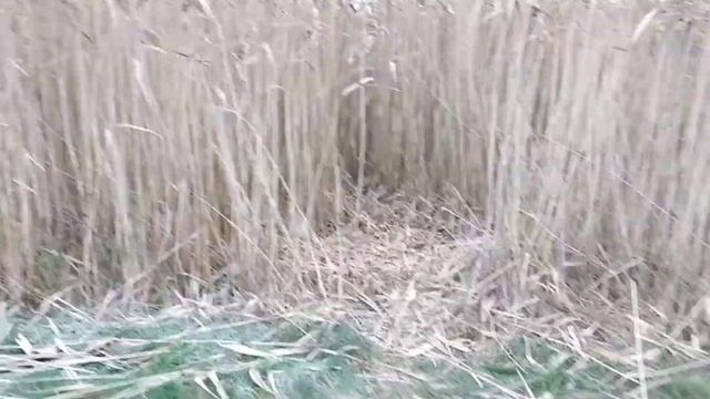 заготовка камыша 7.12.2020 смотреть онлайн