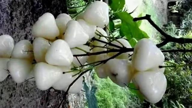 Необыкновенные яблоки сорта «Белая роза» детальна інформація в описах смотреть онлайн