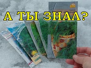 Как посадить УКРОП, чтобы всходил самосевом????!! Сеем по снегу❄❄❄
