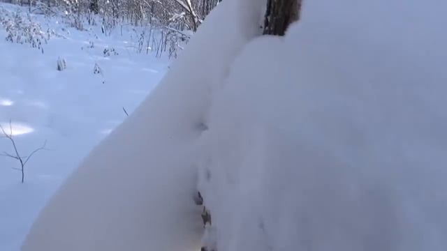 Поездка на снегоходе до пасеки, проверка капканов. смотреть онлайн