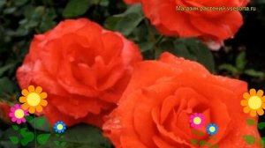 Роза плетистая Мари Клер. Краткий обзор, описание характеристик Grimpant Marie-Claire