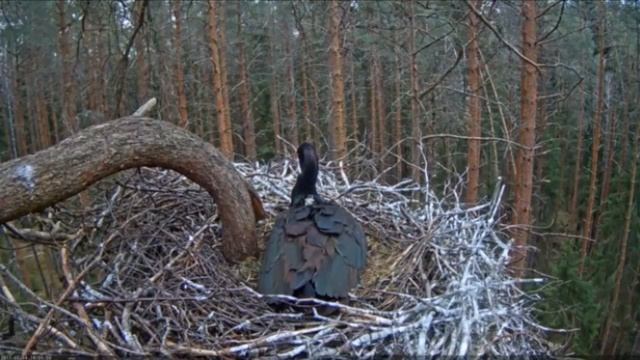 Прямая трансляция из гнезда чёрных аистов. Эстония